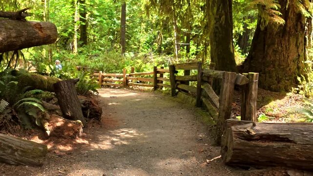 Wooden fence bordering a gravel path inside cathedral grove nature park, with tourists walking in the distance, surrounded by giant trees and lush vegetation