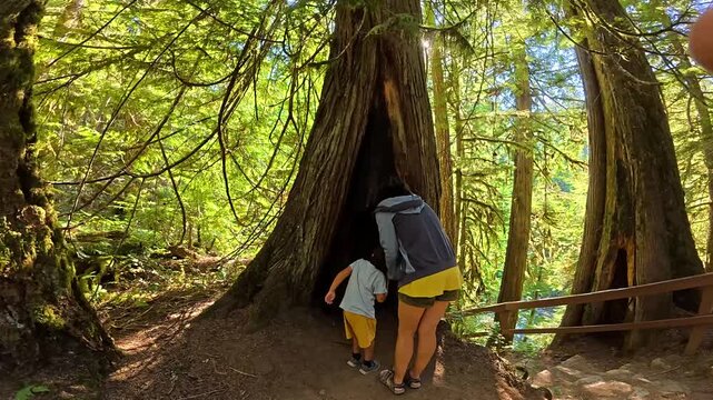 Tourists are exploring a large, hollowed out tree in a lush forest setting, providing a unique nature experience in englishman river falls provincial park on vancouver island