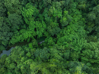 Aerial view of beautiful bamboo forest landscape in China