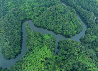 Aerial view of beautiful bamboo forest landscape in China