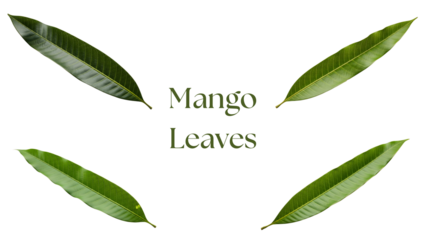 Mango Leaves PNG Set, Four Highly Detailed 4k Green Mango Tree Leaves with Lanceolate Shape, Wavy Edges, and Prominent Veins Isolated on White Background for Botanical and Nature Design