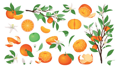 Cartoon mandarin fruit. Fresh juicy tangerines, sweet orange citrus, whole, peeled, slices and slices, flowering twigs, green leaves on branches, botanical decorative tidy vector isolated set