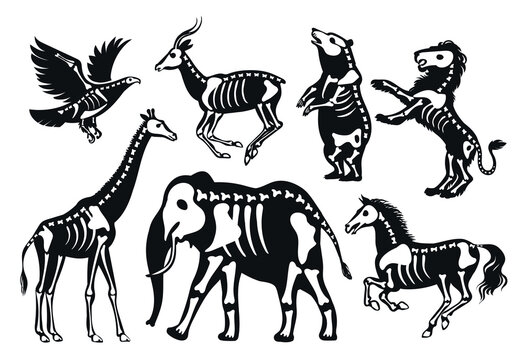 Animals with skeletons silhouettes. Wild halloween fauna, shapes with bones and skulls, mystic decorative anatomy, skeletal elephant, bear and giraffe, cartoon splendid vector set