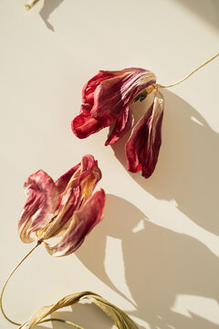 Still Life of Dried Tulip Flowers with Shadows
