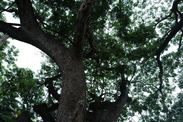 Green leaves tree top with cloudy blue sky