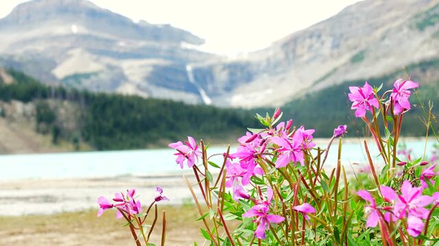 Pink wildflowers blooming along turquoise waters of bow lake, reflecting surrounding mountains and distant waterfall in banff national park, canadian rockies