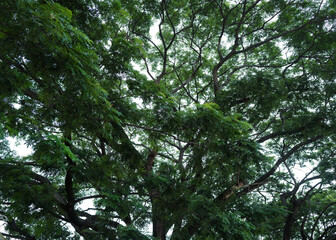 Green leaves tree top with cloudy blue sky