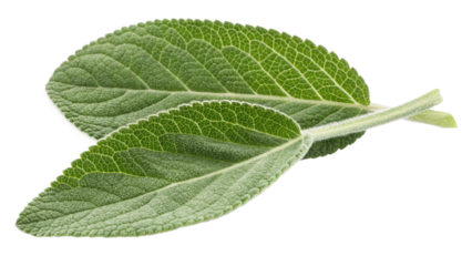 Two vibrant green sage leaves with textured surfaces and visible veins on a stark for culinary or medicinal use on transparent background