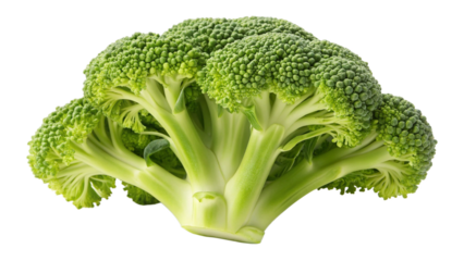 Fresh vibrant green broccoli crown showcasing healthy vegetable texture and natural organic form for cooking on transparent background