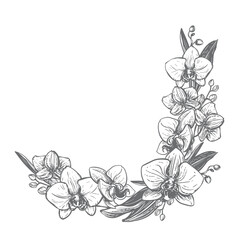 Vector orchid. Composition of phalaenopsis flowers, leaves, and buds. Black ink drawing imitating engraving. Line drawing of an exotic flower. Bouquet of tropical plants.