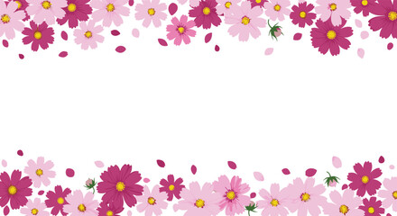 A beautiful frame of pink and magenta cosmos flowers with scattered petals, perfect for a spring or summer design on a white background.