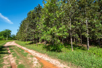 Dirt road runs through a forest of trees