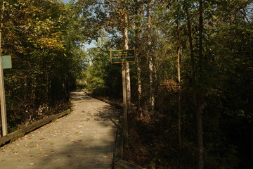 path in the woods
