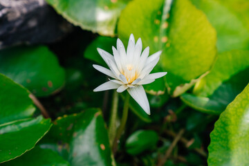 lotus flower in the pond