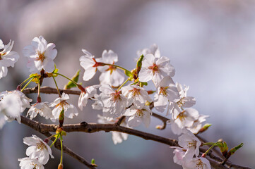 Japanese cherry Blossom (Sakura tree) spring season or hanabi season in japan, outdoor pastel color background