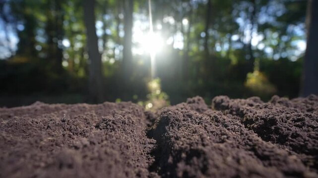 Fertile soil with natural earth background. Agricultural field with cultivated ground. Compost and organic fertilizer. Fertile land. Preparing soil for cultivation. Natural humus fertility.