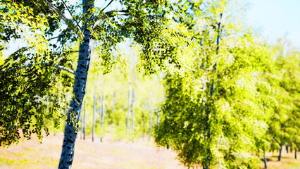 Fototapeta premium Sunlight filters through vibrant green leaves, casting playful shadows on the soft ground. Tall trees sway gently, creating a peaceful atmosphere in a sunny forest.