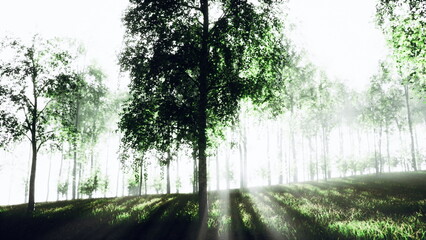 Obraz premium Sunlight streams through tall trees in a serene forest, illuminating the vibrant green leaves. The mist adds a magical touch to the peaceful morning scene filled with natures beauty.