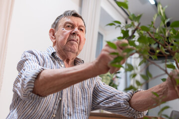 Elderly man carefully trims leaves of houseplant with scissors in cozy apartment interior showing calm domestic activity.