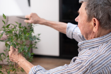 Elderly man carefully trims the leaves of a houseplant with scissors in cozy apartment interior showing calm domestic activity.