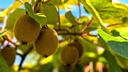 Close up of kiwi fruits growing on a kiwi tree with lush green trees in the organic garden