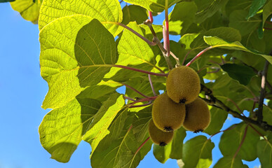 Close up of kiwi fruits growing on a kiwi tree with lush green trees in the organic garden on sunny...