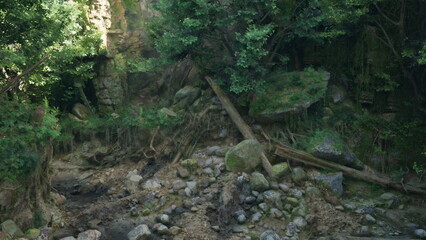 Amidst towering trees and textured rocks, this serene scene showcases a peaceful woodland area. Sunlight filters gently through the leaves, illuminating the lush surroundings.