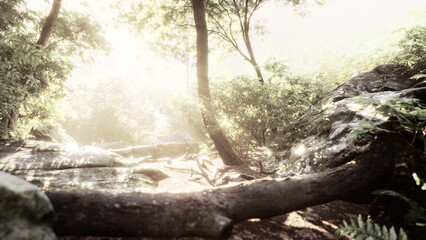 Golden rays of sunlight pour through dense foliage in a peaceful forest. The ground is adorned with rocks and fallen branches, creating a tranquil atmosphere for morning explorers.