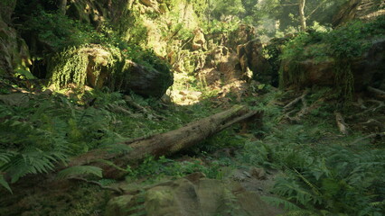 A serene valley filled with vibrant green ferns and moss covered rocks. Sunlight pours through the tall trees, creating a tranquil atmosphere perfect for nature lovers seeking peace.