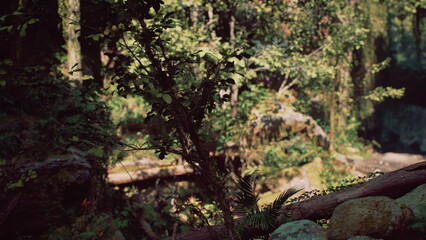 Sunlight filters through the leaves, illuminating a vibrant forest teeming with life. Trees tower over mossy rocks, creating a peaceful atmosphere perfect for exploration and reflection.