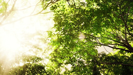 Morning light filters through vibrant green leaves, creating a serene atmosphere in a tranquil forest. The beauty of nature captivates the senses, inviting calm and reflection.