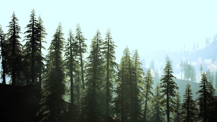 Thick silhouettes of evergreen trees stand tall against a pale blue sky. Soft sunlight streams through the branches, creating a peaceful atmosphere in the forest.