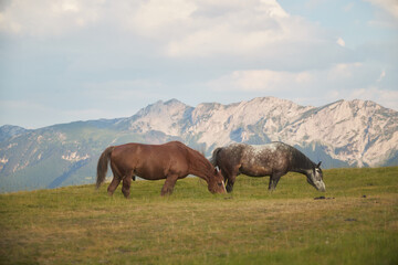 Two dark horses eat side by side on a gentle hill with soft clouds above. The sloped field stretches into a rugged mountain backdrop.