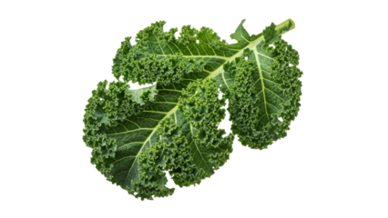 Lush green kale leaves offer a vibrant and healthy ingredient for creative culinary concepts ready to cook with beneficial nutrients