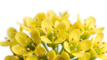 Close-up of vibrant small yellow flowers with green centers on a white background