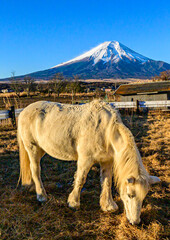 忍野村から富士山と馬