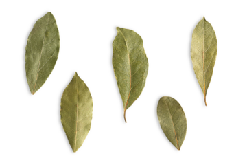 Top view of collection or set of five different green dried bay leaves isolated on white background for culinary use for aromatic herbal seasoning in soups, stews, meat, seafood, and vegetable dishes