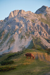 Two horses feed side-by-side on a curved trail at the bottom of a dramatic mountain during evening. The shadows stretch along the terrain.