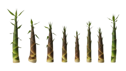 Progression of bamboo shoots on a stark white stage exhibiting natural growth from small seedlings to taller verdant stalks