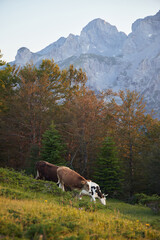 A cow and young calf feed on grass beside a wooded hillside with steep gray mountains behind. The animals are small in the natural alpine scene.