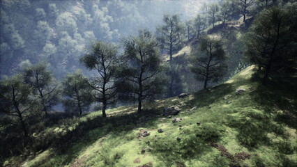 Obraz premium Tall trees stand on a gentle hillside covered in vibrant green grass. In the background, misty mountains create a serene and peaceful atmosphere under soft sunlight.