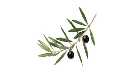 Elegant Olive Branch with Ripe Black Olives on a Crisp White Background Depicting Natural Beauty