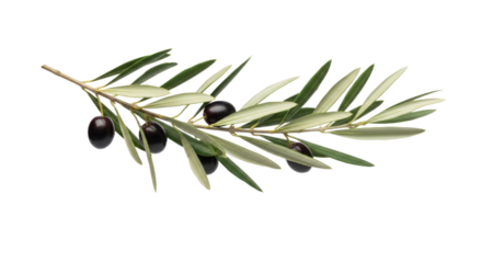 Artistic depiction of an olive branch with ripe olives, highlighted against a pristine white backdrop exhibiting natural elegance in minimal