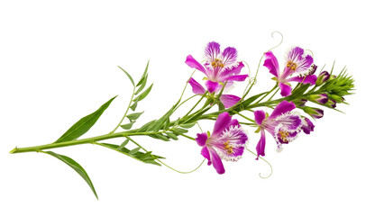 Fototapeta premium Striking Isolated Arrangement of Purple and White Alstroemeria Flowers on a Clean White Surface