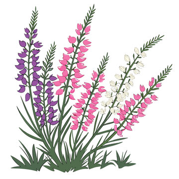 heather on white background 