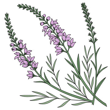 heather vector