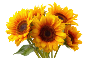 Bunch of bright yellow sunflowers with dark brown centers on black background orange