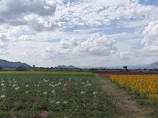 Beautiful flower field with blue sky and white cloud background, Thailand.