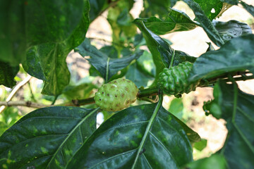 
Noni fruit on the noni tree.