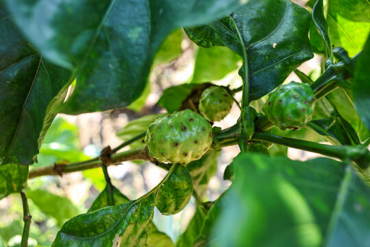 
Noni fruit on the noni tree.